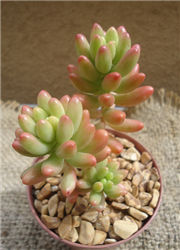 Pastel Jelly Bean Succulent Cluster-Sedum Rubrotinctum "Aurora"