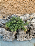 Tillandsia Pedicellata Ball/Clump Specimen