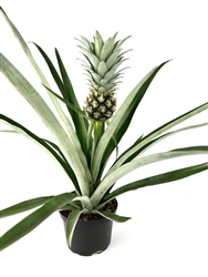 Pineapple Ananas Live Houseplant, 6" Pot