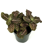 Pink Nerve Plant Fittonia