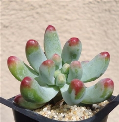 Large Pink Jelly Bean-Sedum Pachyphyllum