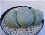 Split Rock Succulent-Pleiospilos Nelii