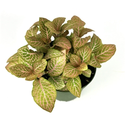 Pink Nerve Plant Fittonia Live Potted House Plants