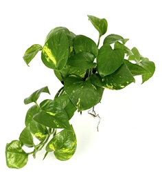 Pothos Golden