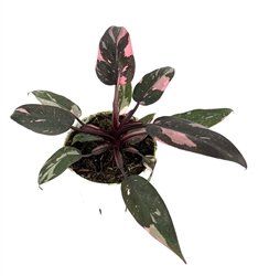 Philodendron Pink Princess