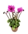 Purple Cyclamen