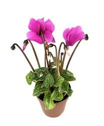 Purple Cyclamen