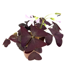 Purple Shamrock Oxalis Triangularis Good Luck Houseplant