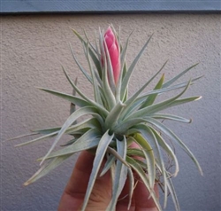 Tillandsia Recurvifolia