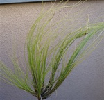 Tillandsia Remota Clump