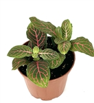 Red Nerve Plant Fittonia Live Potted House Plants