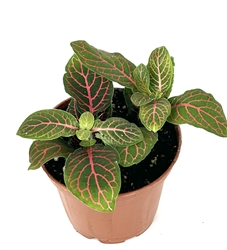 Red Nerve Plant Fittonia Live Potted House Plants