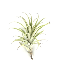 Tillandsia Roseoscapa