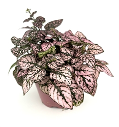 Hypoestes Rose Splash