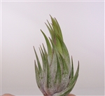 Tillandsia Ionantha Scaposa Air Plants