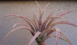 Tillandsia Schatzlii Red