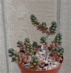 Bonsai Sedum Sedum Furfuraceum