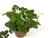 green shamrock 2" pot