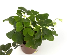 green shamrock 2" pot