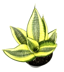 Sansaveria Hahnii Gold Star.