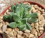 Faucaria-Stomatium Hybrid