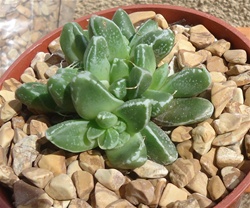 Faucaria-Stomatium Hybrid