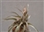 Tillandsia Sphaerocephala