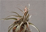 Tillandsia Sphaerocephala