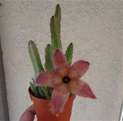 Giant Starfish Cactus Stapelia Grandiflora