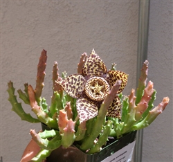 Stapelia Variegata Cluster