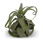 Tillandsia Streptophylla