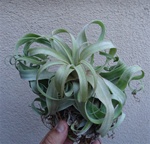 Tillandsia Streptophylla Mexico Air Plants