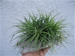 Stricta Green Clump