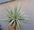 Large Tillandsia Stricta Iridescent