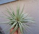 Large Tillandsia Stricta Iridescent