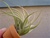 Tillandsia Sucrei