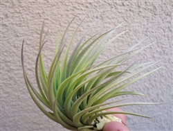 Large Tenuifolia Bronze Tip