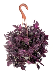 Tradescantia Red Gem