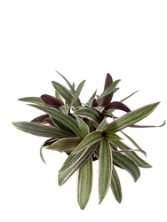 Tradescantia Spathacea Moses in a Cradle