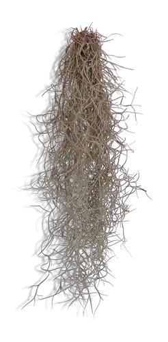Tillandsia artificial (Spanish moss)