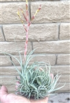 Large Tillandsia Utriculata v Pringlei