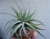 Large Tillandsia Velutina