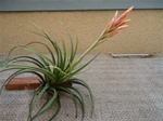 Tillandsia Vernicosa