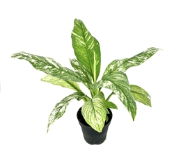 Variegated Peace Lily