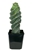 Spiral Cactus Cereus Forbesii Spiralis