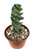 Spiral Cactus Cereus Forbesii Spiralis