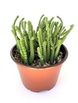 Watch Chain Succulent Crassula Muscosa