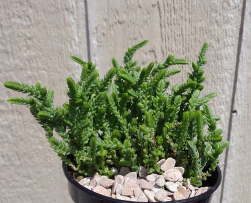Crassula muscosa (Watch Chain) - Succulent Plant Characteristics