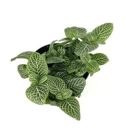 White Nerve Plant Fittonia, 4" Pot