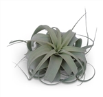 Tillandsia Xerographica